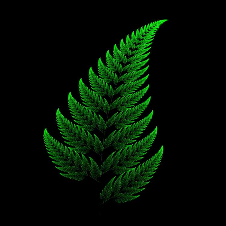 fractal fern