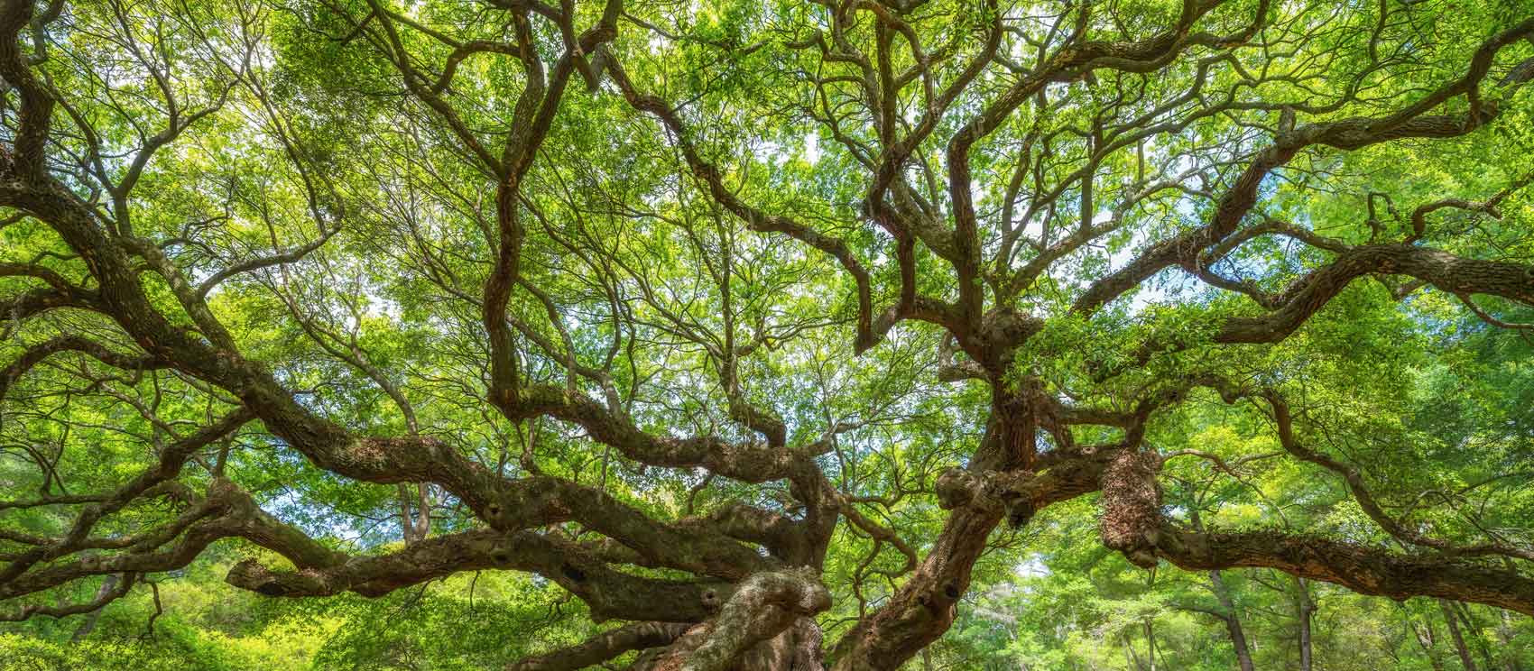 tree with fractal pattern